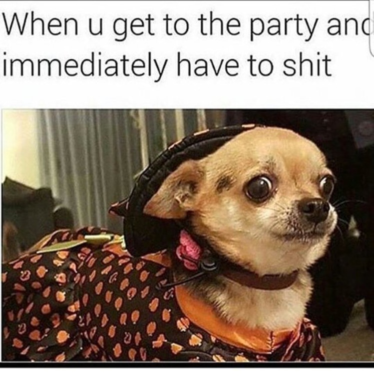 Top 10 Favorite Dog Memes - Elfatrany Design
